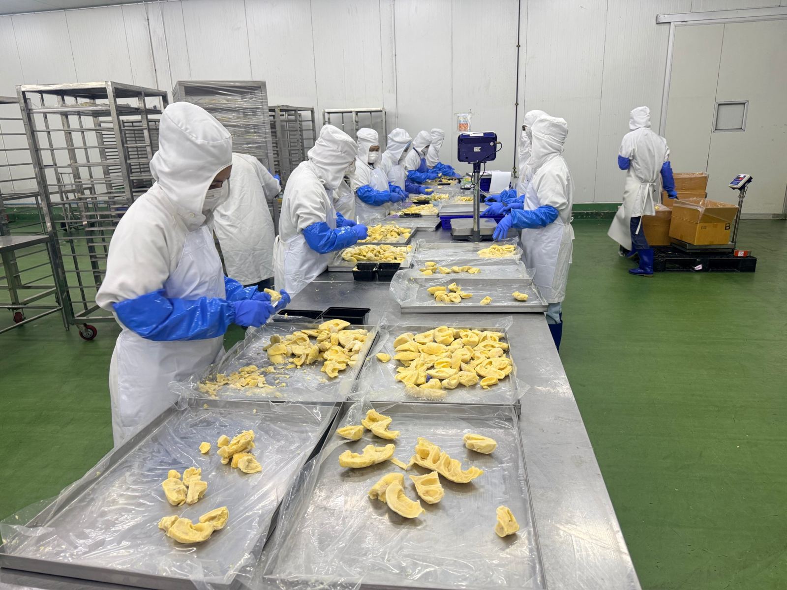 Workers sorting durian flesh