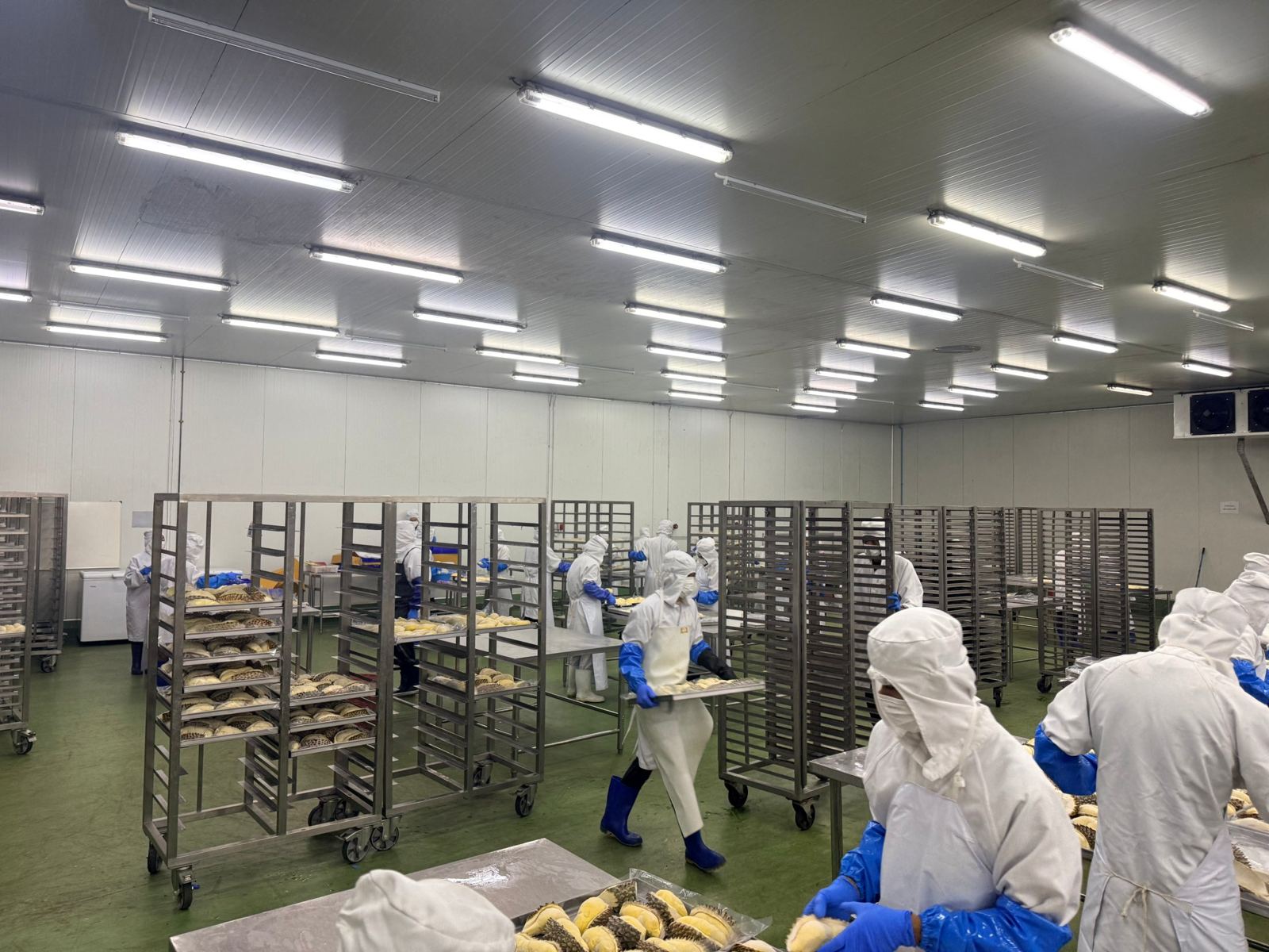 Durian on stainless steel tray racks
