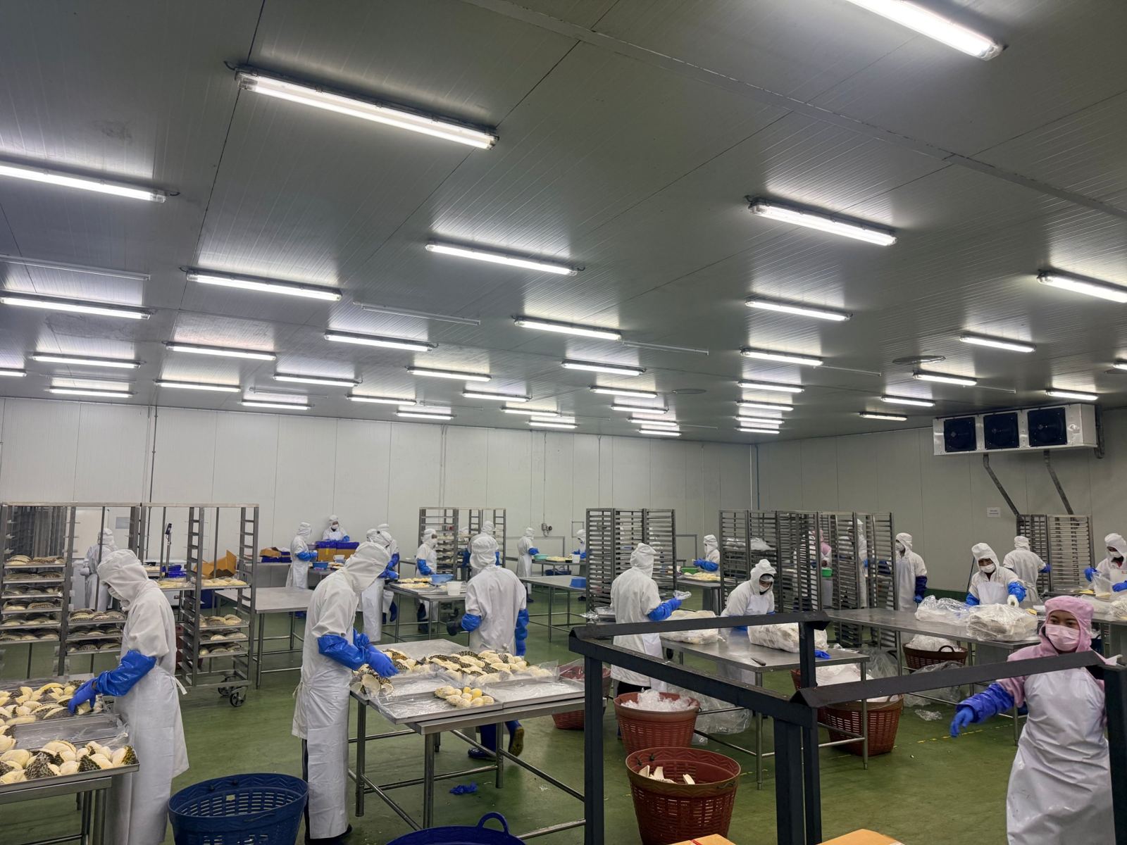 Durian processing room in Thailand